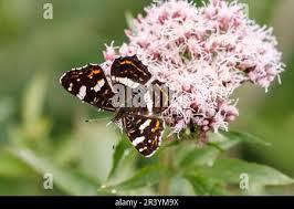 Attēlu rezultāti vaicājumam “Araschnia levana upperside”