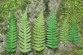 Attēlu rezultāti vaicājumam “Dryopteris”