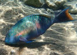 Image result for Scarus fuscopurpureus