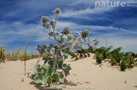Attēlu rezultāti vaicājumam “Eryngium maritimum”
