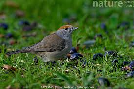 Attēlu rezultāti vaicājumam “Sylvia atricapilla”