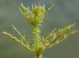 Attēlu rezultāti vaicājumam “Chara polyacantha”