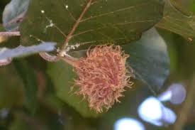 Attēlu rezultāti vaicājumam “Fagus sylvatica flower”