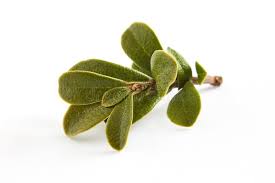 Attēlu rezultāti vaicājumam “Arctostaphylos uva-ursi leaf”