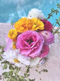 Attēlu rezultāti vaicājumam “Ranunculus mendax flower”