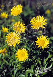 Image result for Buphthalmum salicifolium