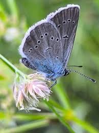 Attēlu rezultāti vaicājumam “Cyaniris semiargus underside”