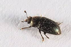 Attēlu rezultāti vaicājumam “Meligethes sp.”