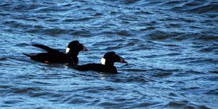 Image result for Melanitta perspicillata