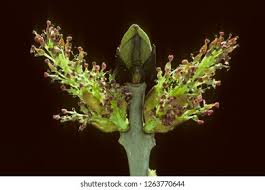 Attēlu rezultāti vaicājumam “Fraxinus excelsior Pendula bud”