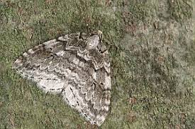 Attēlu rezultāti vaicājumam “Epirrita sp.”