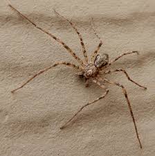 Attēlu rezultāti vaicājumam “Philodromidae”