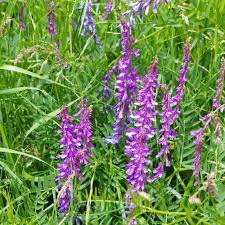 Attēlu rezultāti vaicājumam “Vicia cracca bud”
