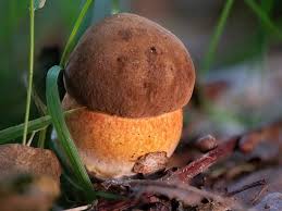 Attēlu rezultāti vaicājumam “Sutorius luridiformis”