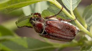 Attēlu rezultāti vaicājumam “Melolontha melolontha imago”