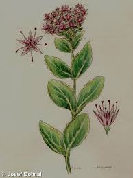 Attēlu rezultāti vaicājumam “Hylotelephium telephium”