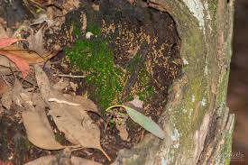 Attēlu rezultāti vaicājumam “Cribraria argillacea stalked”