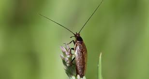 Attēlu rezultāti vaicājumam “Ectobius sylvestris nymph”