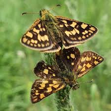 Attēlu rezultāti vaicājumam “Carterocephalus palaemon underside”