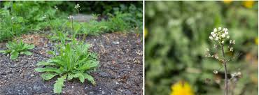 Attēlu rezultāti vaicājumam “Capsella bursa-pastoris leaf”