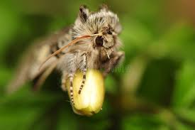 Attēlu rezultāti vaicājumam “Achlya flavicornis”