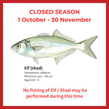 Image result for Pomatomus saltatrix