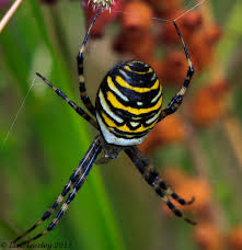 Attēlu rezultāti vaicājumam “Argiope bruennichi female”