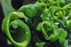 Attēlu rezultāti vaicājumam “Prociphilus xylostei”