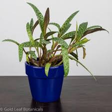 Attēlu rezultāti vaicājumam “Lycogala leopardinum sessile”