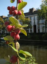 Attēlu rezultāti vaicājumam “Cotoneaster divaricatus fruit”