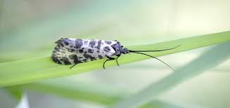 Attēlu rezultāti vaicājumam “Trichoptera egg mass”
