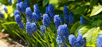 Attēlu rezultāti vaicājumam “Muscari armeniacum flower”