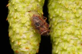 Attēlu rezultāti vaicājumam “Kleidocerys resedae imago”