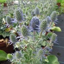Attēlu rezultāti vaicājumam “Eryngium planum fruit”