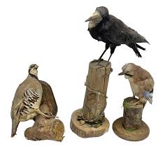 Attēlu rezultāti vaicājumam “Garrulus glandarius adult”