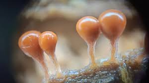 Attēlu rezultāti vaicājumam “Hemitrichia decipiens var. hemitrichoides”