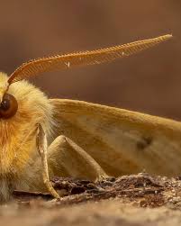 Attēlu rezultāti vaicājumam “Crocallis elinguaria”