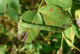 Attēlu rezultāti vaicājumam “Mesoleuca albicillata”