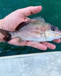 Image result for Haemulon plumierii