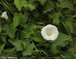 Attēlu rezultāti vaicājumam “Calystegia sepium”