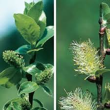 Attēlu rezultāti vaicājumam “Salix myrsinifolia male flower”