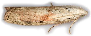 Attēlu rezultāti vaicājumam “Aphomia sociella female”