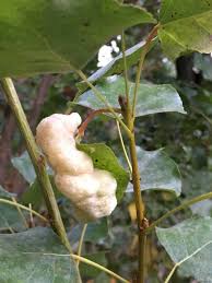 Attēlu rezultāti vaicājumam “Thecabius affinis”