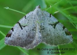 Attēlu rezultāti vaicājumam “Macaria wauaria”