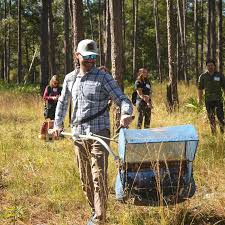 Attēlu rezultāti vaicājumam “Diderma cingulatum young”