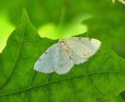 Attēlu rezultāti vaicājumam “Lomographa bimaculata”