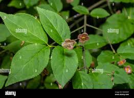 Attēlu rezultāti vaicājumam “Euonymus verrucosus leaf”
