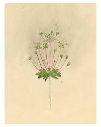 Attēlu rezultāti vaicājumam “Androsace septentrionalis”