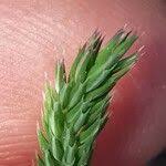 Attēlu rezultāti vaicājumam “Phleum phleoides fruit”