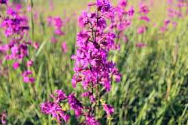 Attēlu rezultāti vaicājumam “Silene viscaria flower”